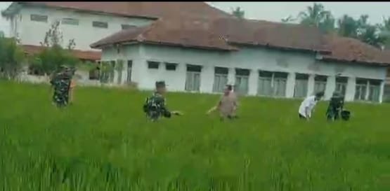 Pemupukan Tanaman Padi Menentukan Hasil Panen