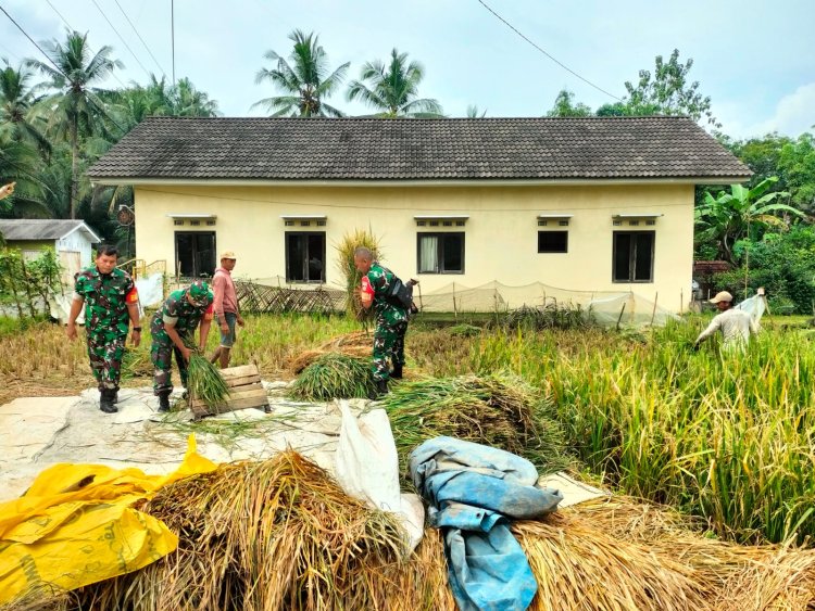 Babinsa Bantu Petani Panen Padi di Wilayah Binaan