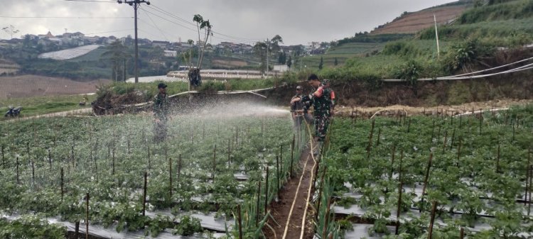 Maksimalkan Hasil Panen Koramil 05 Batur Bantu Penyemprotan Pestisida Tanaman Kentang