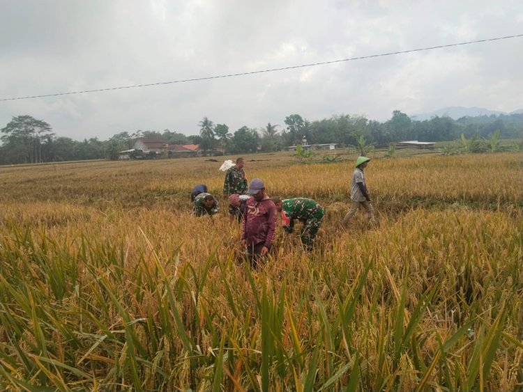 Sukseskan Ketahanan Pangan Babinsa Koramil 07 Mandiraja Bantu Petani Panen Padi