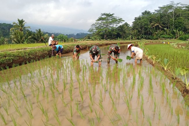 Menyukseskan Ketahanan Pangan Danramil Dan Babinsa Bantu Petani Tanam Padi