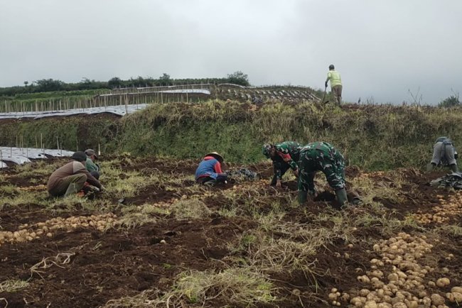 Koramil 05 Batur Bantu Panen Kentang