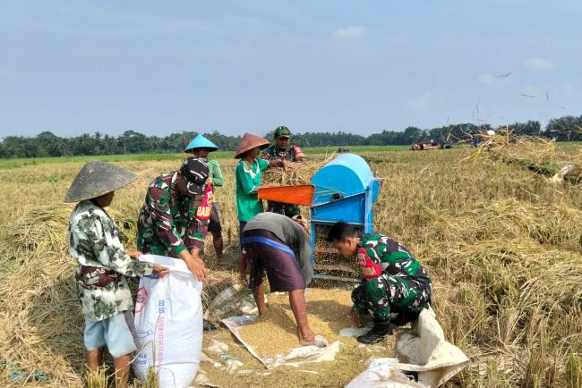 Sukseskan Ketahanan Pangan Babinsa Koramil 07 Mandiraja Bantu Petani Panen Padi