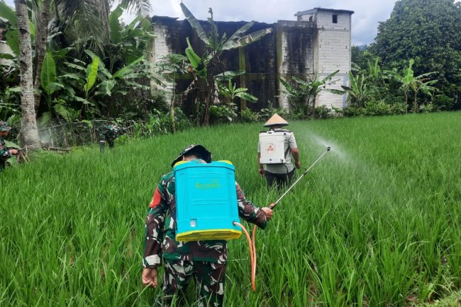Koramil 03 Wanadadi Laksanakan Penyemprotan Pengendali Wereng