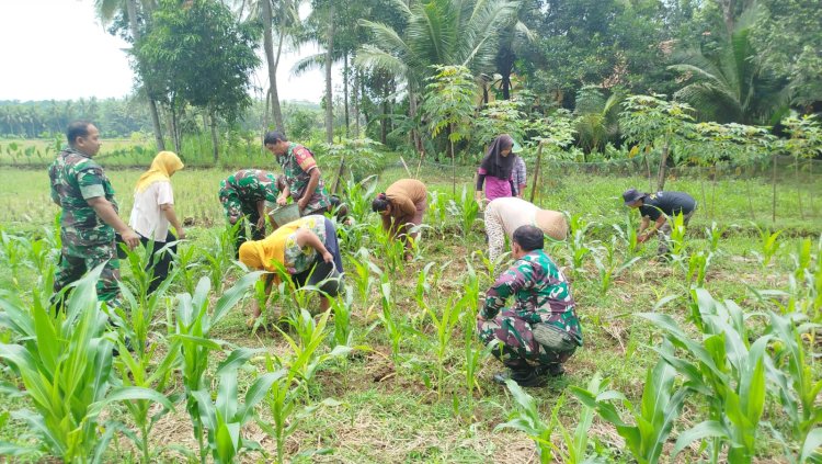 Swasembada Pangan Babinsa bantu Petani Memupuk Tanaman Jagung
