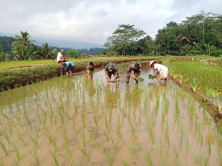 Menyukseskan Ketahanan Pangan Danramil Dan Babinsa Bantu Petani Tanam Padi