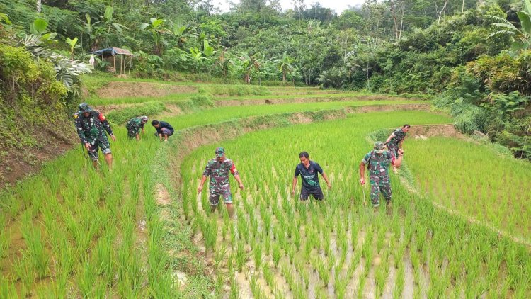 Wujudkan Ketahanan Pangan Babinsa Bantu Petani Semprot Tanaman Padi