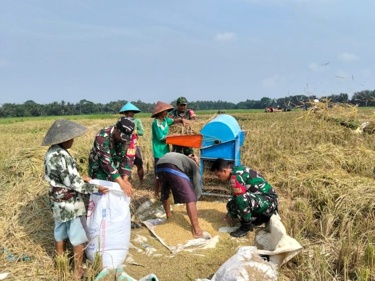 Sukseskan Ketahanan Pangan Babinsa Koramil 07 Mandiraja Bantu Petani Panen Padi