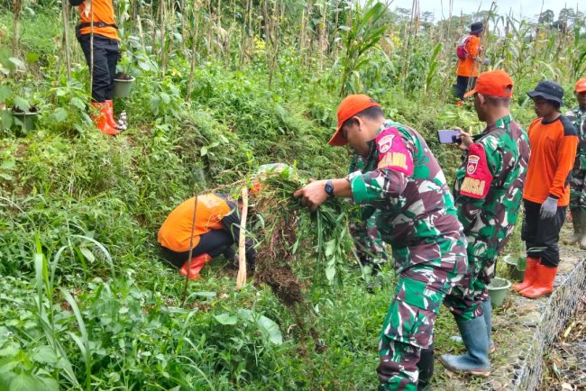 Koramil 16 Pejawaran Relawan Laksanakan Penanaman Pohon
