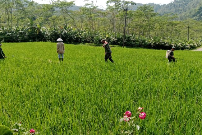 Babinsa Bantu Petani Lakukan Penyemprotan Hama Padi