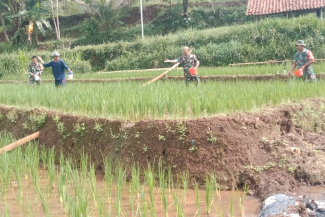 Menyukseskan Ketahanan Pangan Danramil Dan Babinsa Bantu Petani Pemupukan Padi