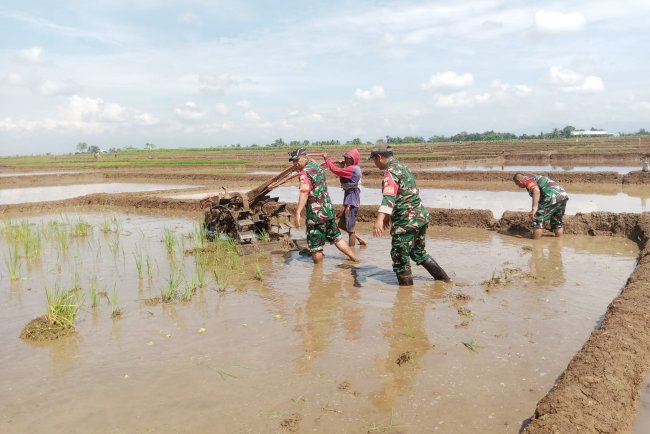 Dengan Penuh Semangat Kebersamaan Babinsa Membantu Pentani Saat olah Lahan