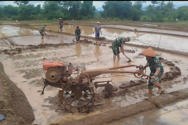 BABINSA BERGELUT DENGAN TRAKTOR OLAH LAHAN BERSAMA PETANI