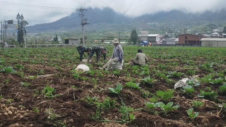 Berikan Edukasi Dan Semangat Kepada Petani, Koramil Bantu Panen Kentang