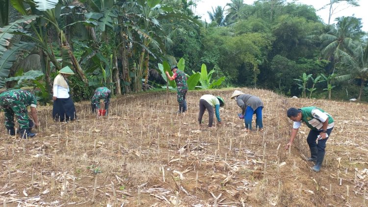 Babinsa Dampingi Kelompok Tani Tanam Jagung di Wilayah Binaan