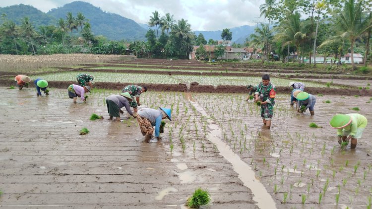 Babinsa Kembali Ke Sawah Pendampingan Penanaman Padi