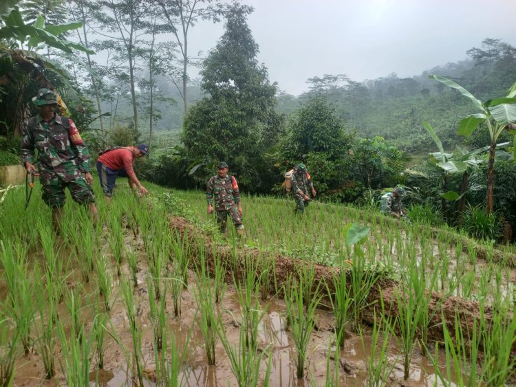 Berantas Hama Tanaman Babinsa Koramil 04/Karangkobar Bantu Petani Semprot Tanaman Padi
