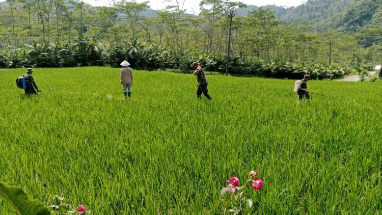 Babinsa Bantu Petani Lakukan Penyemprotan Hama Padi