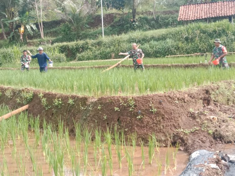 Menyukseskan Ketahanan Pangan Danramil Dan Babinsa Bantu Petani Pemupukan Padi