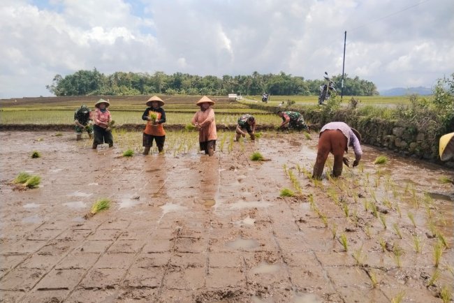 Peran Babinsa Bantu tanam padi Demi mewujudkan Ketahanan Pangan