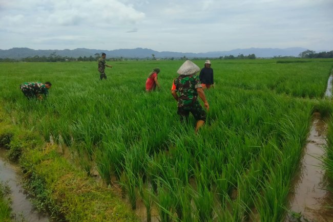 Babinsa Pendampingan Petani