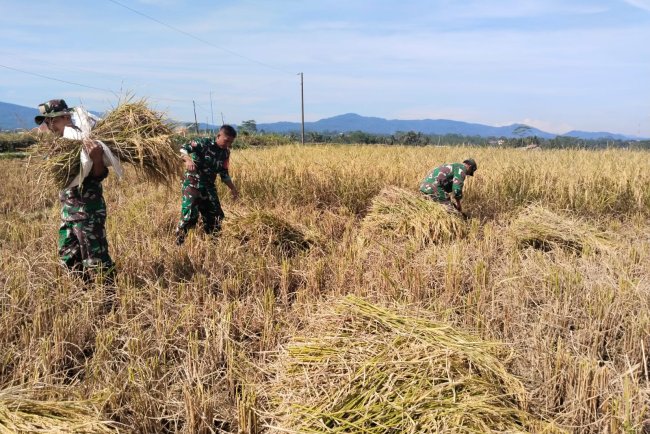 wujud nyata Babinsa Bantu Petani Panen Padi di Desa Binaan