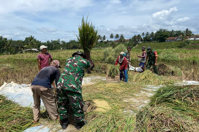 Koramil 01 Banjarnegara Turun ke Sawah Bantu Petani Panen Padi