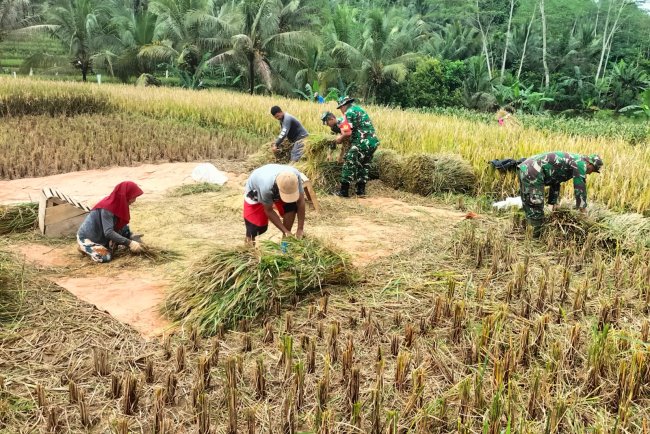 Sukseskan Swasembada Pangan Koramil 01 Banjarnegara Turun ke Sawah