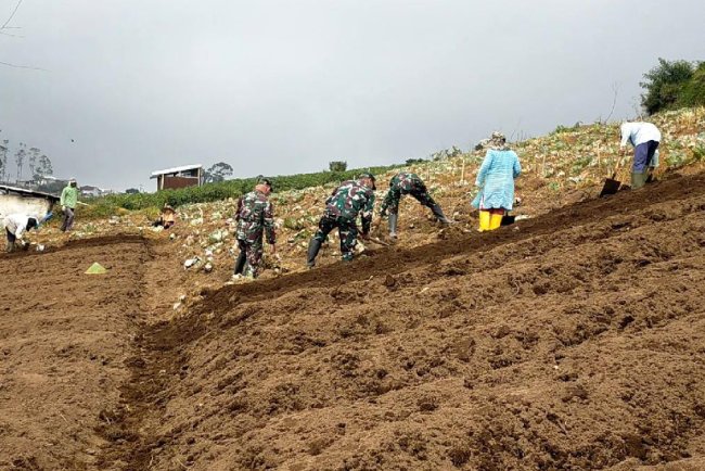 Olah Lahan Yang Baik Kunci Sukses Panen Melimpah Dan Maksimal Koramil Bantu Petani