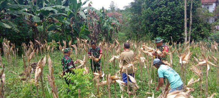 Babinsa Membatu Kelompok Tani melaksanakan Panen Jagung di Wilayah