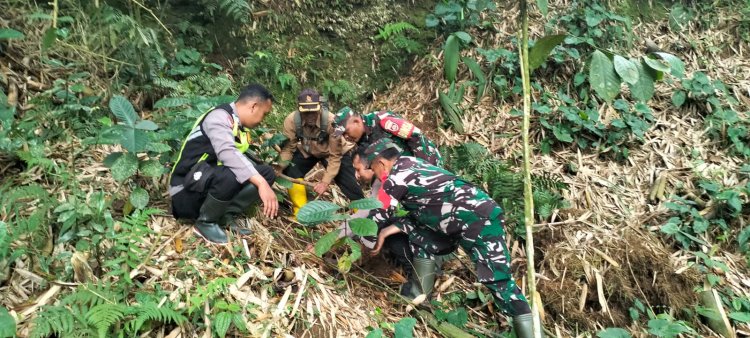 Danramil 06 Kalibening Bersama Forkopincam dan Masyarakat Melaksanakan Penghijauan