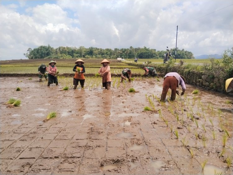 Peran Babinsa Bantu tanam padi Demi mewujudkan Ketahanan Pangan