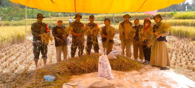 Babinsa Bersama Petani panen padi