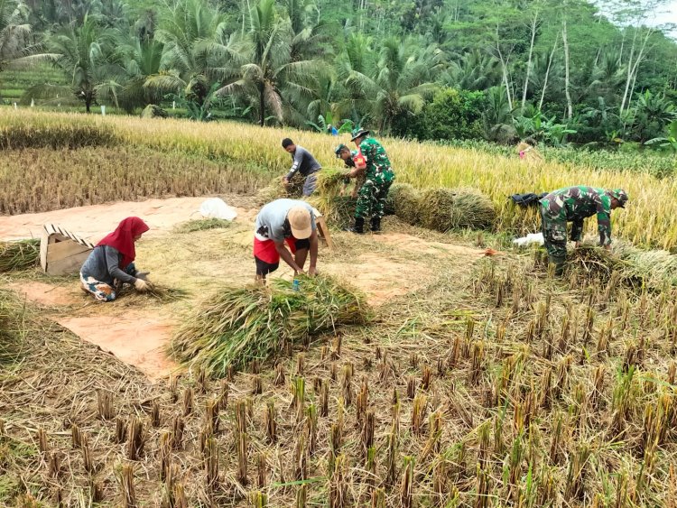 Sukseskan Swasembada Pangan Koramil 01 Banjarnegara Turun ke Sawah