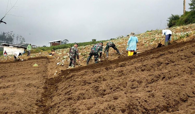 Olah Lahan Yang Baik Kunci Sukses Panen Melimpah Dan Maksimal Koramil Bantu Petani
