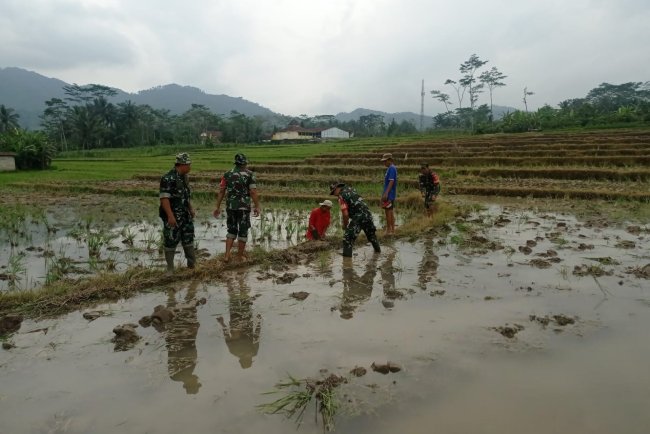 Babinsa Dampingi Petani Lakukan Pengolahan Lahan