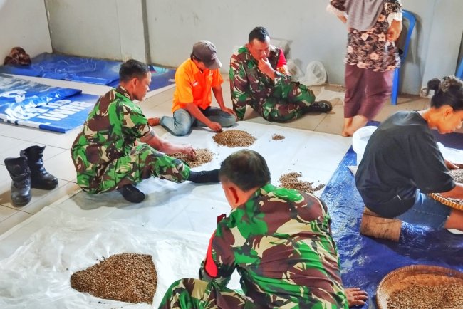 Babinsa Koramil 10 Bawang Turun Tangan Seleksi Benih Kopi Unggul