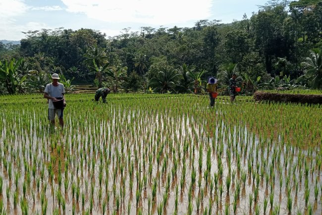 DANRAMIL DAN BABINSA TERJUN LANGSUNG KE SAWAH