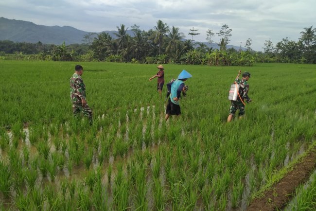 Babinsa Bantu Petani Penyemprotan Padi