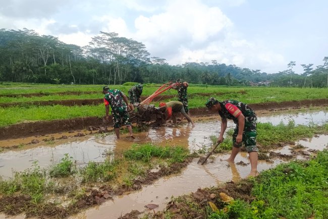 Bantu Petani Siapkan Lahan Danramil Bersama Babinsa Bajak Sawah Dengan Traktor