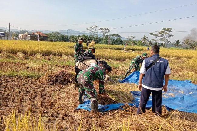 Babinsa Turun Langsung Ke Sawah Bersama BPP Membantu Petani Panen Padi 
