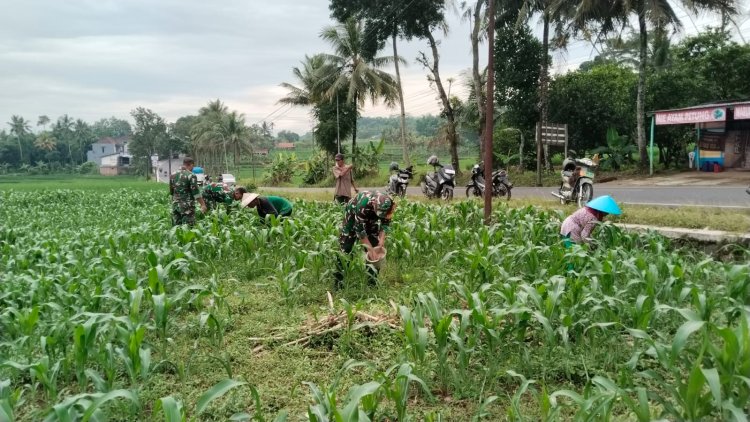 BABINSA BERSAMA DENGAN PETANI MEMUPUK TANAMAN JAGUNG