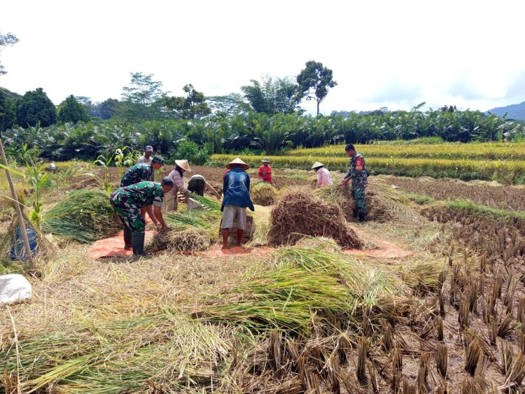 Danramil dan Babinsa Bersama petani Membantu Proses Panen Padi