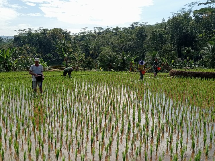 DANRAMIL DAN BABINSA TERJUN LANGSUNG KE SAWAH
