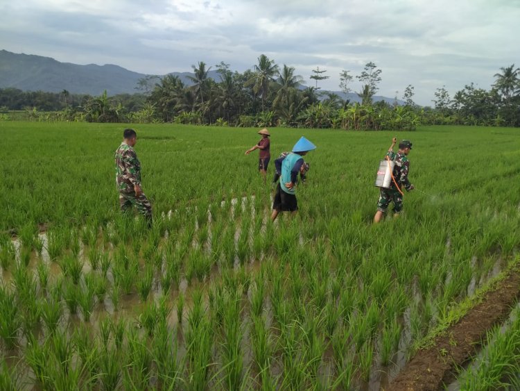 Babinsa Bantu Petani Penyemprotan Padi