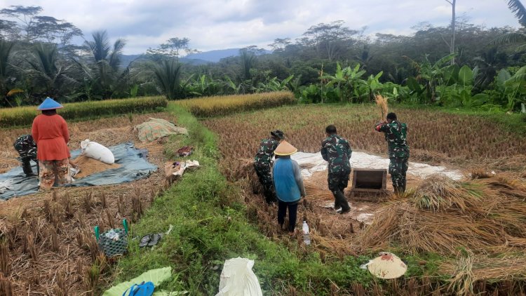 Babinsa bersama Poktan Ngudi Rahayu Panen Raya