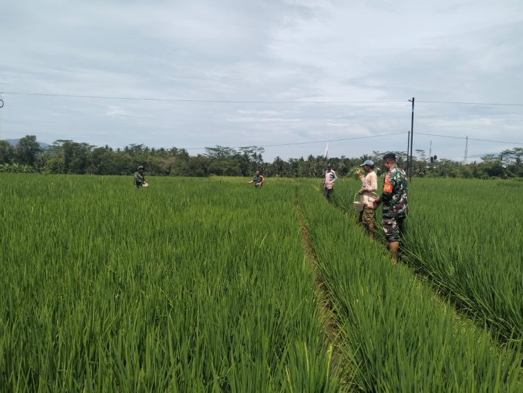 Babinsa Bantu Petani Pemupukan padi untuk mewujudkan Ketahanan Pangan