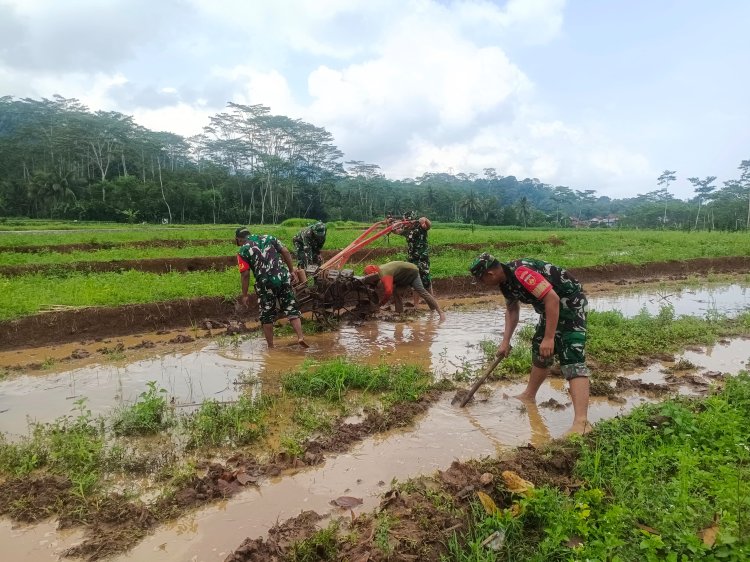 Bantu Petani Siapkan Lahan Danramil Bersama Babinsa Bajak Sawah Dengan Traktor