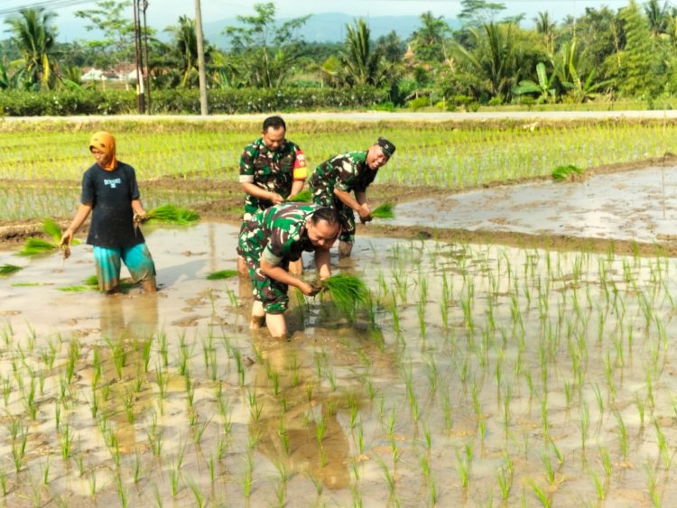 Koramil 15 Rakit Tanam Padi bersama kelompok tani
