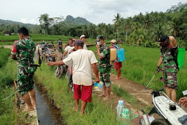 Danramil Dan Babinsa Terjun Langsung Bantu Petani Pemupukan Padi